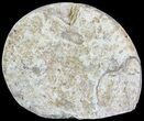 Cut and Polished Lower Jurassic Ammonite - England #62559-1
